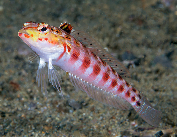  Parapercis schauinslandii (Redspotted Sandperch)